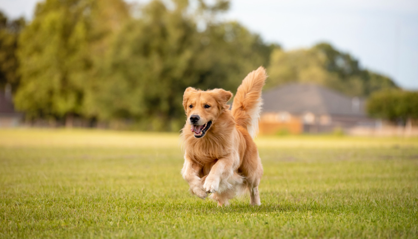 Anti-inflammatoire pour chien : quand la phytothérapie remplace la cortisone